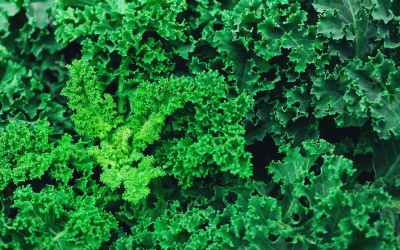 Innovations en agriculture biologique: avancées, impacts et perspectives durables 2024