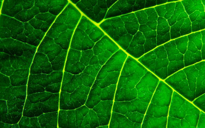 Révolution verte : high tech et agroécologie au service du bio