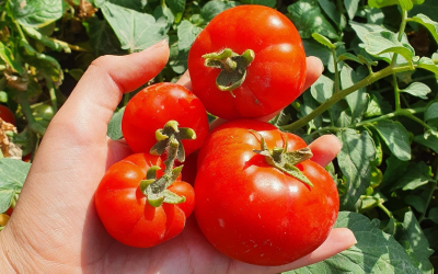 Révolution verte et innovations durables en agriculture biologique mondiale